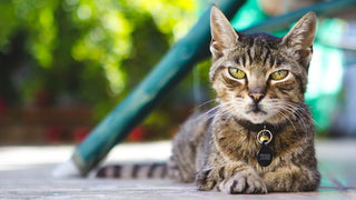 Tabby can with green eyes wears a black circular pet tag attached to it's collar while laying about outside.