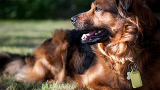 Brown dog is wearing a bone shaped dog tag, while laying outside.
