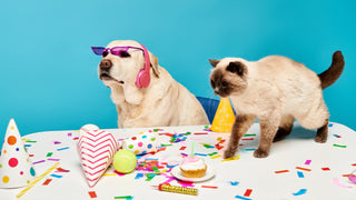 A yellow lab wears sunglasses and sits at a table decorated for a birthday party.  The cat climbs on the table.