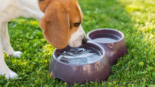 A beagle drinks water outside, drinking from a dog bowl.