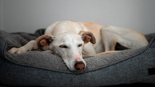 White dog sleeps soundly in a lush grey dog bed.