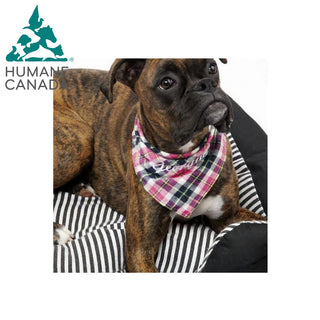 Humane Canada Dog Bandana - Pink Plaid - Things Engraved